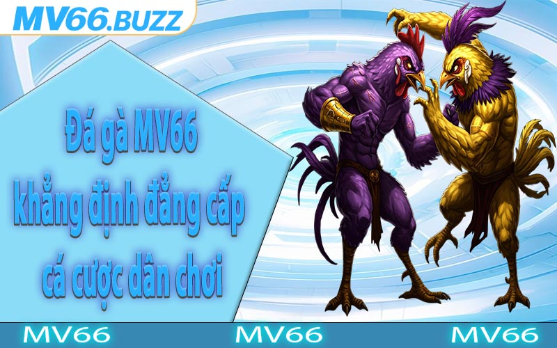 Đá gà MV66 khẳng định đẳng cấp cá cược dân chơi