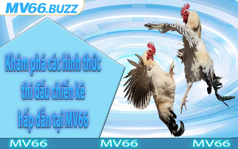 Khám phá các hình thức thi đấu chiến kê hấp dẫn tại MV66
