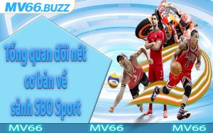 Tổng quan đôi nét cơ bản về sảnh SBO Sport
