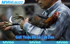 Giới Thiệu Đá Gà Cựa Dao