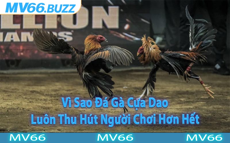 Vì Sao Đá Gà Cựa Dao Luôn Thu Hút Người Chơi Hơn Hết